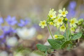 Image result for Primula elatior