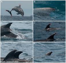 Image result for Tursiops truncatus