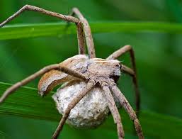 Attēlu rezultāti vaicājumam “Pisaura mirabilis cocoon”