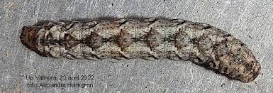 Attēlu rezultāti vaicājumam “Polia nebulosa”