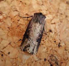 Attēlu rezultāti vaicājumam “Axylia putris”