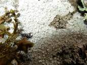 Attēlu rezultāti vaicājumam “Pertusaria amara”