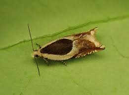 Attēlu rezultāti vaicājumam “Ancylis myrtillana”