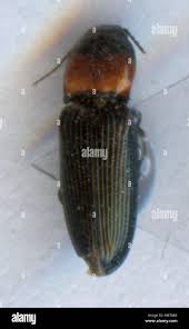 Attēlu rezultāti vaicājumam “Cardiophorus ruficollis”