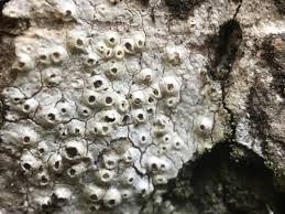 Attēlu rezultāti vaicājumam “Thelotrema lepadinum”