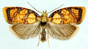 Attēlu rezultāti vaicājumam “Acleris bergmanniana”