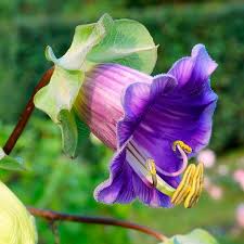 Image result for Glockenrebe