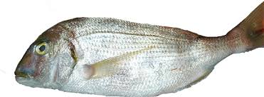 Image result for Pagrus auratus