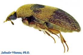 Attēlu rezultāti vaicājumam “Dermestidae”