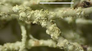 Attēlu rezultāti vaicājumam “Usnea subfloridana”