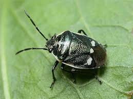 Attēlu rezultāti vaicājumam “Eurydema oleracea imago”