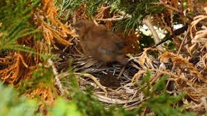 Attēlu rezultāti vaicājumam “Troglodytes troglodytes nest”