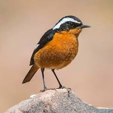 Image result for Phoenicurus moussieri