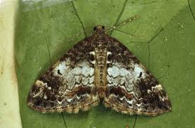 Attēlu rezultāti vaicājumam “Dysstroma truncata”