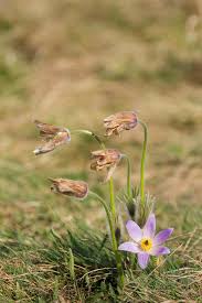 Attēlu rezultāti vaicājumam “Pulsatilla pratensis”