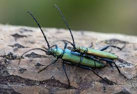 Attēlu rezultāti vaicājumam “Aromia moschata”