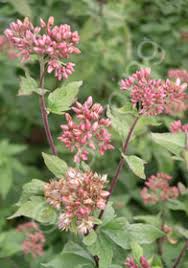 Image result for Eupatorium cannabinum