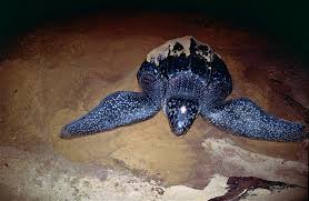 Image result for Dermochelys coriacea