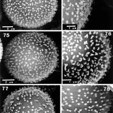 Attēlu rezultāti vaicājumam “Physarum auriscalpium sessile”