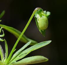 Attēlu rezultāti vaicājumam “Viola tricolor subsp. curtisii bud”