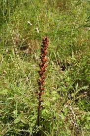 Attēlu rezultāti vaicājumam “Orobanche reticulata flower”