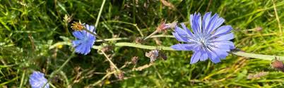 Attēlu rezultāti vaicājumam “Cichorium intybus flower”