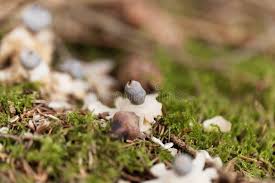 Attēlu rezultāti vaicājumam “Geastrum quadrifidum”