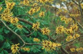 Attēlu rezultāti vaicājumam “Hamamelis mollis flower”