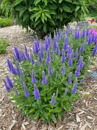 Attēlu rezultāti vaicājumam “Veronica longifolia fruit”