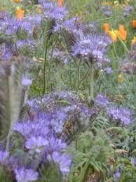 Attēlu rezultāti vaicājumam “Phacelia tanacetifolia”