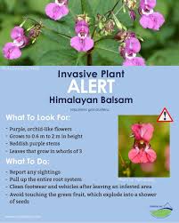 Image result for Impatiens glandulifera