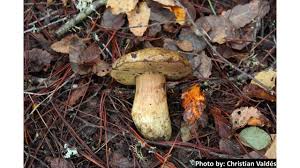 Attēlu rezultāti vaicājumam “Flaviporus citrinellus”