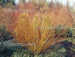 Attēlu rezultāti vaicājumam “Salix alba var. alba”