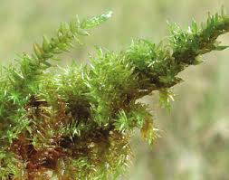 Attēlu rezultāti vaicājumam “Calliergon cordifolium”