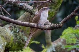 Image result for Coccyzus erythropthalmus