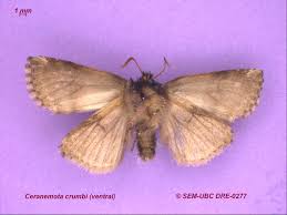 Attēlu rezultāti vaicājumam “Drepanidae”