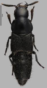 Attēlu rezultāti vaicājumam “Quedius dilatatus”