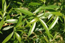 Attēlu rezultāti vaicājumam “Salix x fragilis”