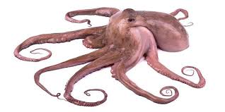 Attēlu rezultāti vaicājumam “Mollusca”