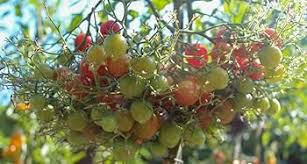 Afbeeldingsresultaat voor rose quartz tomato