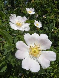 Image result for Rosa canina