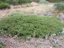 Attēlu rezultāti vaicājumam “Juniperus communis”