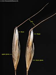 Attēlu rezultāti vaicājumam “Helictotrichon pubescens”