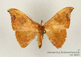 Attēlu rezultāti vaicājumam “Drepanidae”