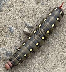 Attēlu rezultāti vaicājumam “Hyles gallii imago”