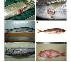 Image result for Liza ramada