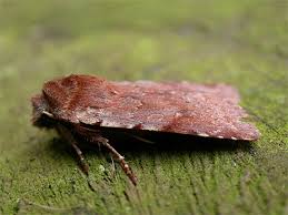 Attēlu rezultāti vaicājumam “Cerastis rubricosa”