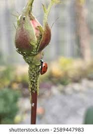 Attēlu rezultāti vaicājumam “Sacchiphantes abietis exuvia”