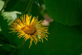 Attēlu rezultāti vaicājumam “Inula helenium leaf”