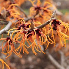 Attēlu rezultāti vaicājumam “Hamamelis vernalis flower”